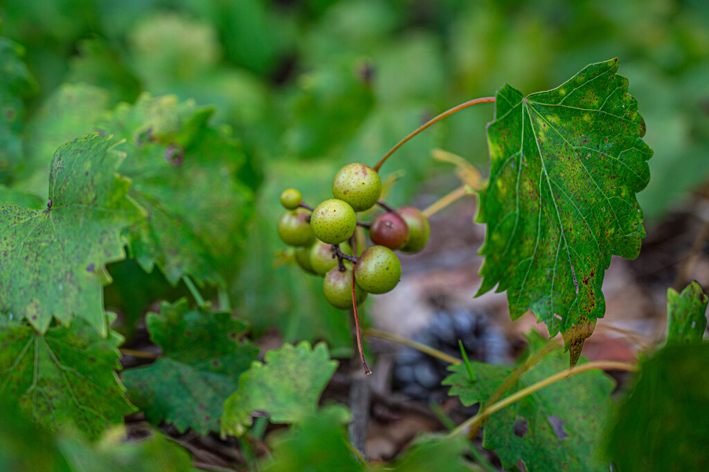 Southern grapes... by thewatersphotos