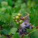 Southern grapes...