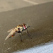 Stable Fly