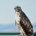 Accommodating Hawk