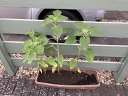 3rd Aug 2025 - Sunflowers