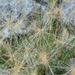 Its a weed