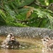 This is my birdbath!