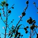 Sunshine, Blossoms & Peaches ~