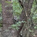 Raccoon