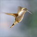 Ruby Throated Hummingbird