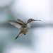 Hummer
