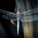Slaty Skimmer