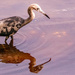 Juvenile Little Blue Heron!