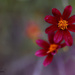 Coreopsis