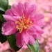 Sasanqua Camelia