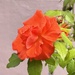 A little orange rose…