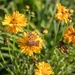 Another butterfly