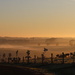 Foggy frosty morning