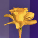 Yellow / purple