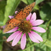 Gulf Fritillary on Echinacea
