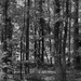 The trees...
