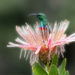 Hiding in the Protea