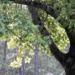 Sunrise under the pin oak tree...