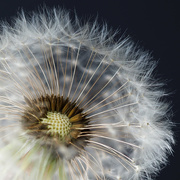 3rd Aug 2025 - 56/365