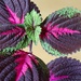 Coleus decurrens