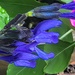 Purple Salvia