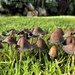 'Shrooms in the garden