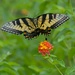 LHG_9350 Swallowtail On the move