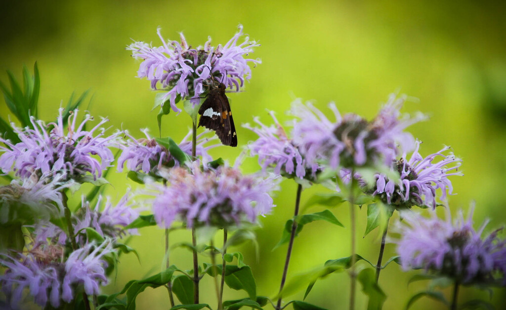 A butterfly by mittens