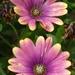 African Daisies