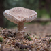 Mushroom season