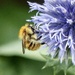 Bee on Echinops