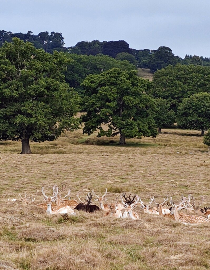 Petworth deer by nickrh14