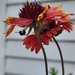 In the wildflowers pot