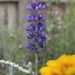 The Last Lupin