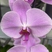 Pink Orchid