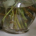 Elderberry Cuttings