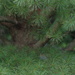 White Pine