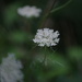Queen Anne's Lace
