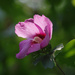 Rose of Sharon
