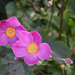 Eriocapitella hupehensis