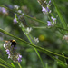 in the lavender