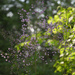 Thalictrum delavayi Hewitt's Double