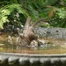 Splish Splash they were having a Bath!