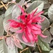 6 25 Fringe flower