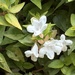 6 25 White flowers no