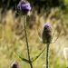 Three Teasel