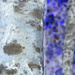 abstracted tree bark
