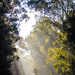 Light play