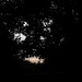 Evening through trees 